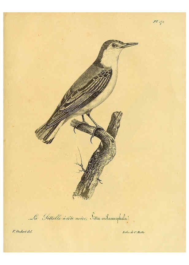 Reproducción/Reproduction 6002507532: La galerie des oiseaux Paris :Carpentier-Méricourt,1834