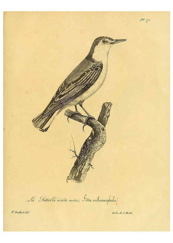 Reproducción/Reproduction 6002507532: La galerie des oiseaux Paris :Carpentier-Méricourt,1834