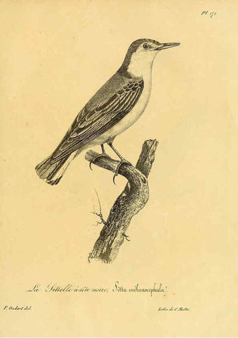 Reproducción/Reproduction 6002507532: La galerie des oiseaux Paris :Carpentier-Méricourt,1834