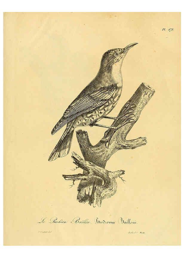 Reproducción/Reproduction 6002507862: La galerie des oiseaux Paris :Carpentier-Méricourt,1834