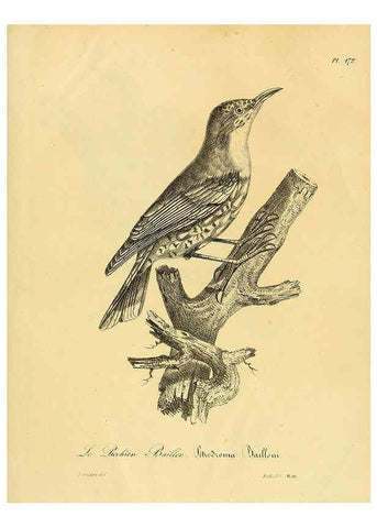 Reproducción/Reproduction 6002507862: La galerie des oiseaux Paris :Carpentier-Méricourt,1834