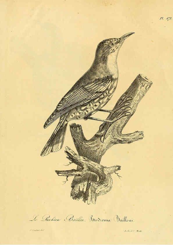 Reproducción/Reproduction 6002507862: La galerie des oiseaux Paris :Carpentier-Méricourt,1834