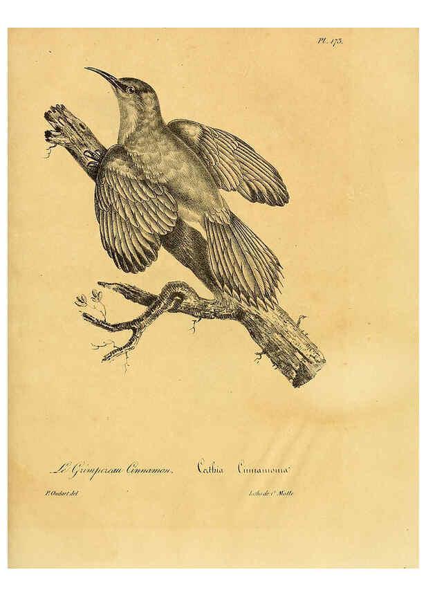 Reproducción/Reproduction 6002508110: La galerie des oiseaux Paris :Carpentier-Méricourt,1834
