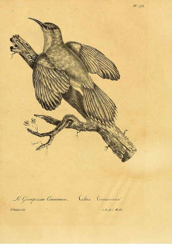 Reproducción/Reproduction 6002508110: La galerie des oiseaux Paris :Carpentier-Méricourt,1834