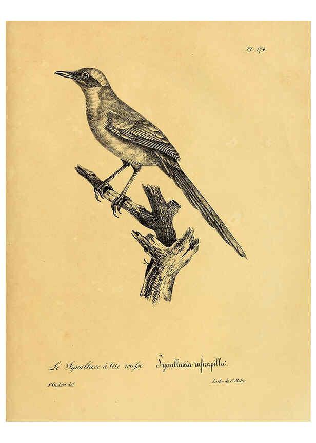 Reproducción/Reproduction 6001960991: La galerie des oiseaux Paris :Carpentier-Méricourt,1834