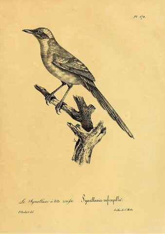Reproducción/Reproduction 6001960991: La galerie des oiseaux Paris :Carpentier-Méricourt,1834