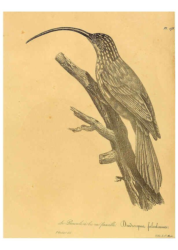 Reproducción/Reproduction 6001961247: La galerie des oiseaux Paris :Carpentier-Méricourt,1834