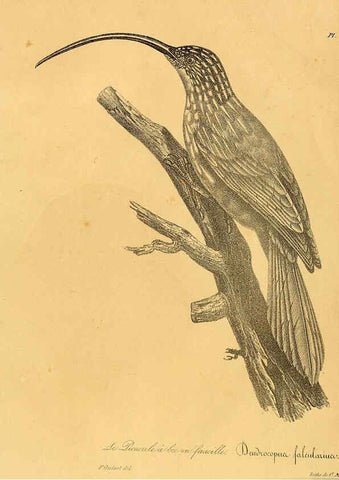 Reproducción/Reproduction 6001961247: La galerie des oiseaux Paris :Carpentier-Méricourt,1834