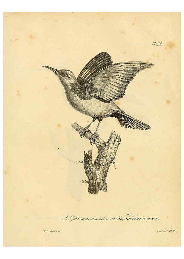Reproducción/Reproduction 6001961519: La galerie des oiseaux Paris :Carpentier-Méricourt,1834