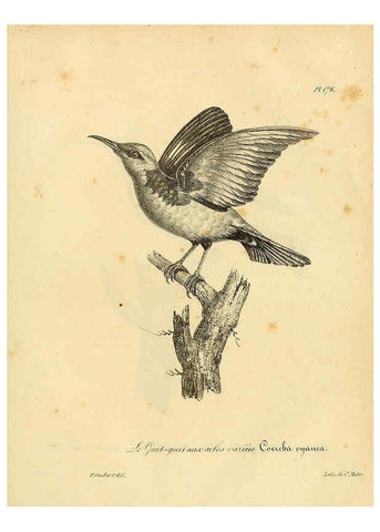 Reproducción/Reproduction 6001961519: La galerie des oiseaux Paris :Carpentier-Méricourt,1834