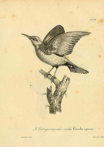 Reproducción/Reproduction 6001961519: La galerie des oiseaux Paris :Carpentier-Méricourt,1834