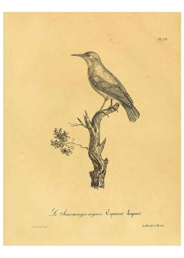 Reproducción/Reproduction 6002509644: La galerie des oiseaux Paris :Carpentier-Méricourt,1834