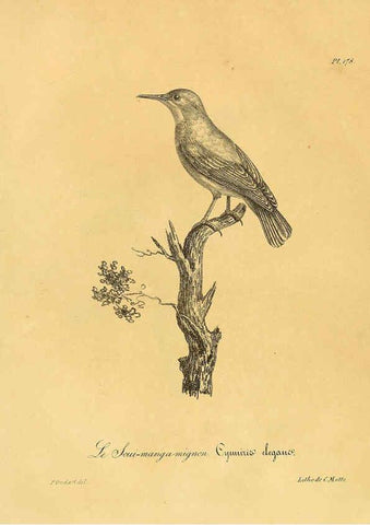 Reproducción/Reproduction 6002509644: La galerie des oiseaux Paris :Carpentier-Méricourt,1834