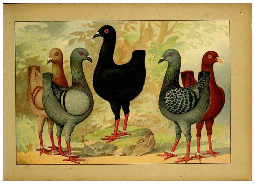 Reproducción/Reproduction 6004670489: Illustriertes Prachtwerk sämtlicher Taubenrassen Würzburg,Königl. Universitätsdruckerei H. Stürtz a.g.[1906?] 