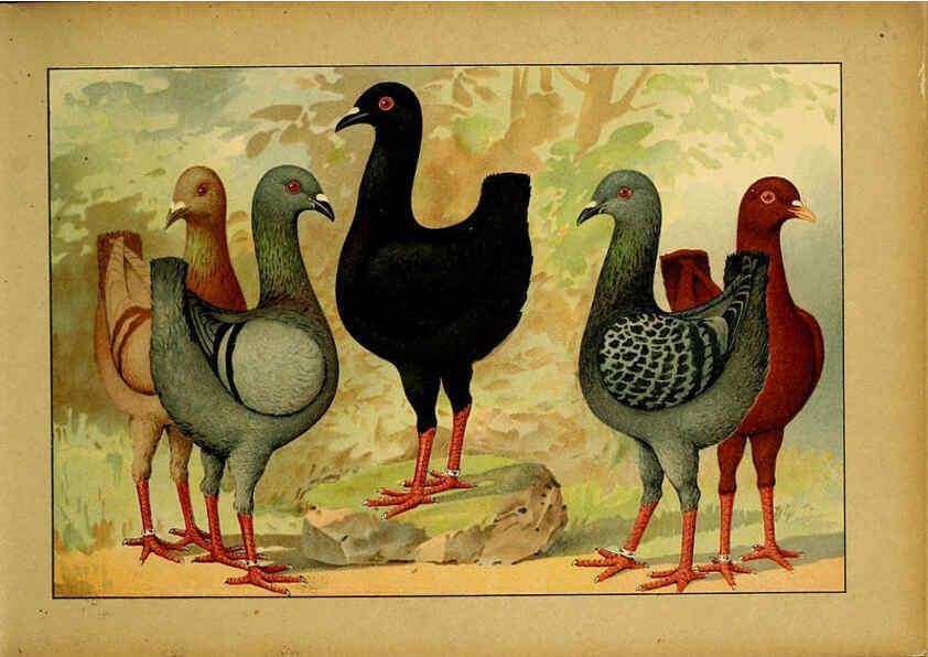 Reproducción/Reproduction 6004670489: Illustriertes Prachtwerk sämtlicher Taubenrassen Würzburg,Königl. Universitätsdruckerei H. Stürtz a.g.[1906?] 
