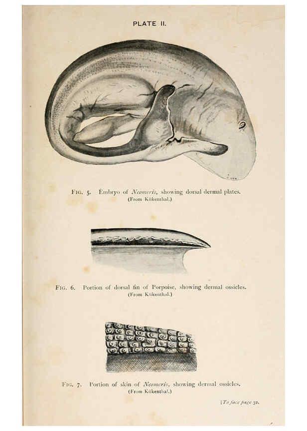 Reproducción/Reproduction 6002552980: A book of whales London,J. Murray;1900