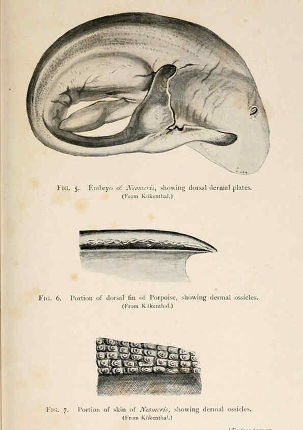 Reproducción/Reproduction 6002552980: A book of whales London,J. Murray;1900