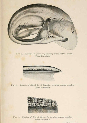 Reproducción/Reproduction 6002552980: A book of whales London,J. Murray;1900