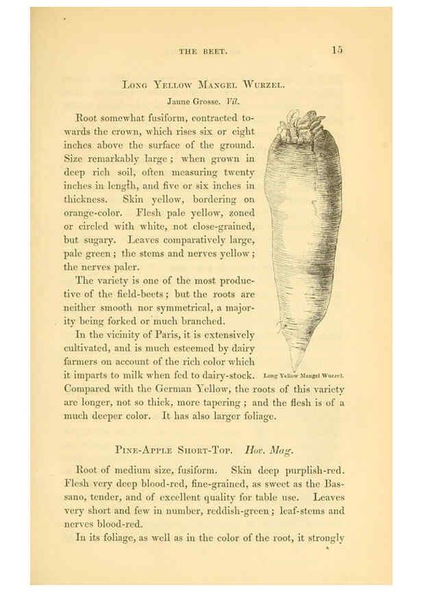 Reproducción/Reproduction 6002632624: The field and garden vegetables of America Boston,Crosby and Nichols,1863