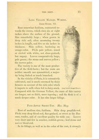 Reproducción/Reproduction 6002632624: The field and garden vegetables of America Boston,Crosby and Nichols,1863