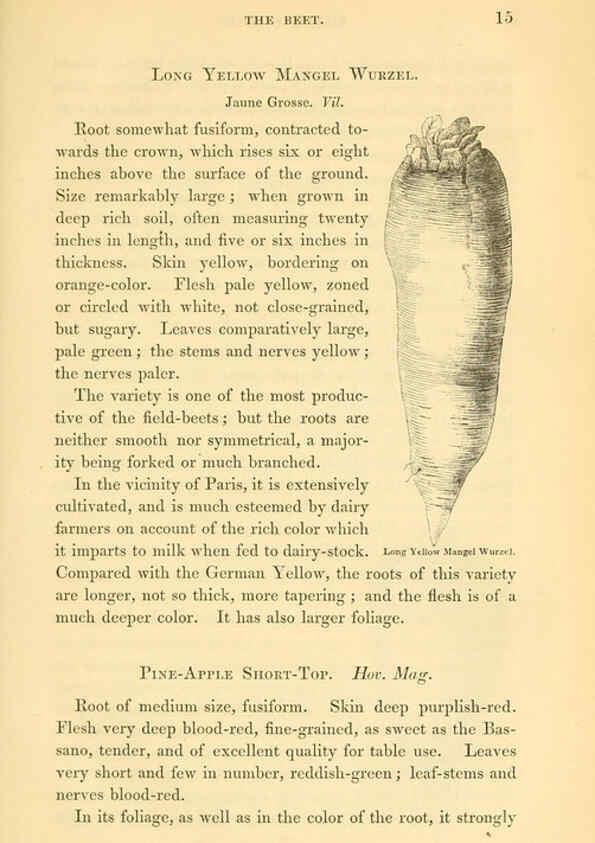 Reproducción/Reproduction 6002632624: The field and garden vegetables of America Boston,Crosby and Nichols,1863