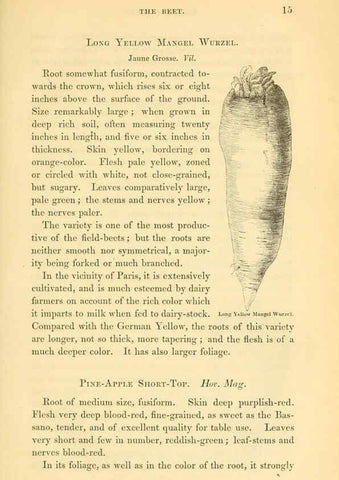 Reproducción/Reproduction 6002632624: The field and garden vegetables of America Boston,Crosby and Nichols,1863