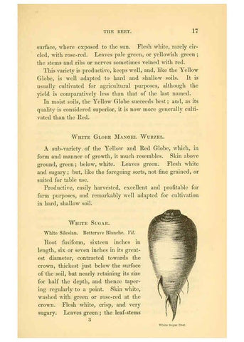 Reproducción/Reproduction 6002086063: The field and garden vegetables of America Boston,Crosby and Nichols,1863