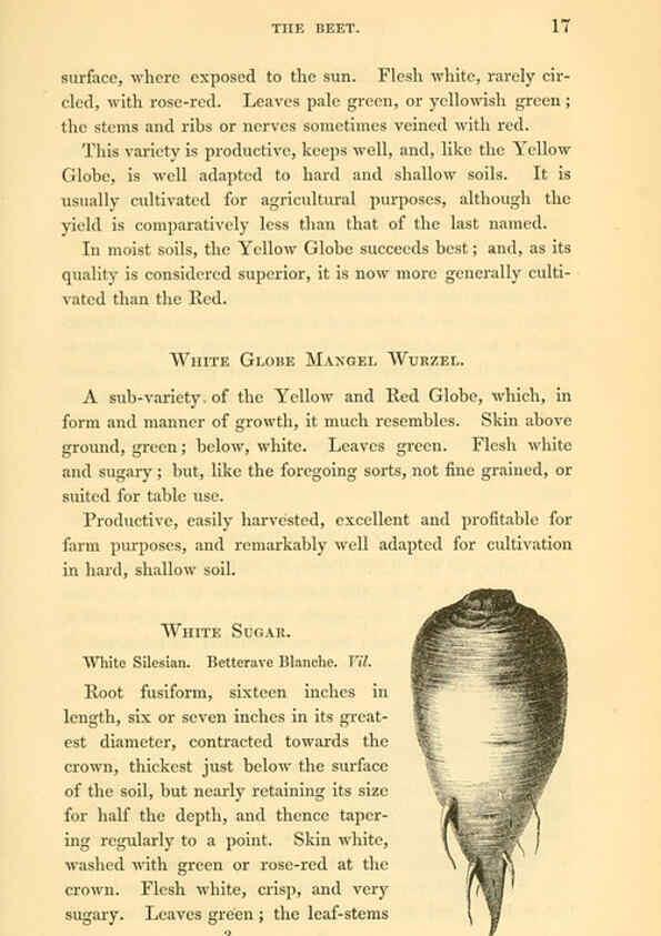 Reproducción/Reproduction 6002086063: The field and garden vegetables of America Boston,Crosby and Nichols,1863