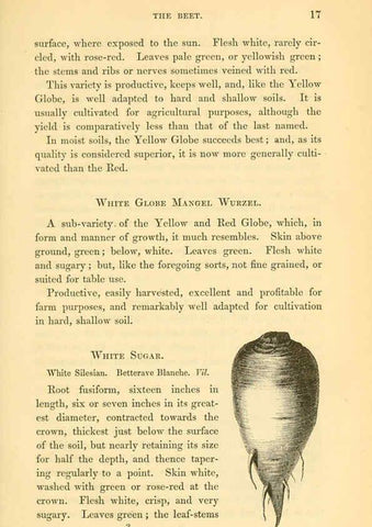 Reproducción/Reproduction 6002086063: The field and garden vegetables of America Boston,Crosby and Nichols,1863