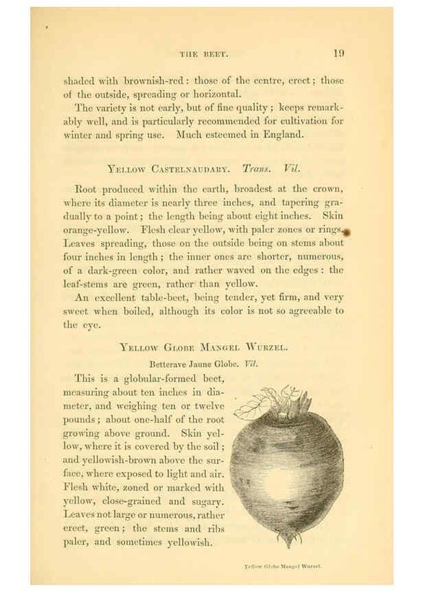 Reproducción/Reproduction 6002633134: The field and garden vegetables of America Boston,Crosby and Nichols,1863