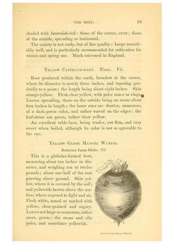 Reproducción/Reproduction 6002633134: The field and garden vegetables of America Boston,Crosby and Nichols,1863