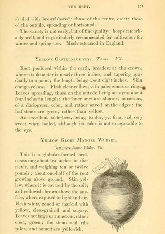 Reproducción/Reproduction 6002633134: The field and garden vegetables of America Boston,Crosby and Nichols,1863
