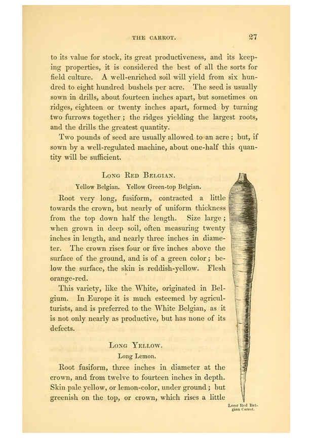 Reproducción/Reproduction 6002087331: The field and garden vegetables of America Boston,Crosby and Nichols,1863
