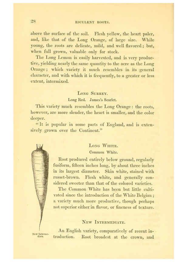 Reproducción/Reproduction 6002634356: The field and garden vegetables of America Boston,Crosby and Nichols,1863