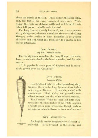Reproducción/Reproduction 6002634356: The field and garden vegetables of America Boston,Crosby and Nichols,1863