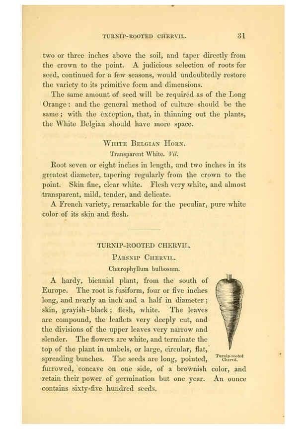 Reproducción/Reproduction 6002088263: The field and garden vegetables of America Boston,Crosby and Nichols,1863