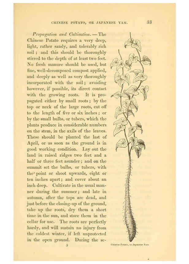 Reproducción/Reproduction 6002635390: The field and garden vegetables of America Boston,Crosby and Nichols,1863