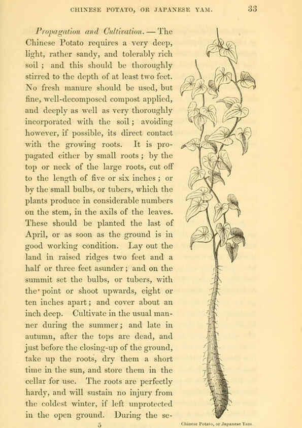 Reproducción/Reproduction 6002635390: The field and garden vegetables of America Boston,Crosby and Nichols,1863