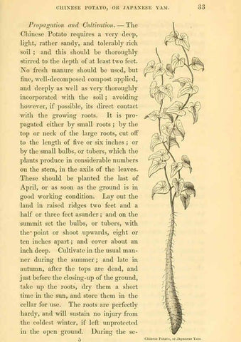 Reproducción/Reproduction 6002635390: The field and garden vegetables of America Boston,Crosby and Nichols,1863
