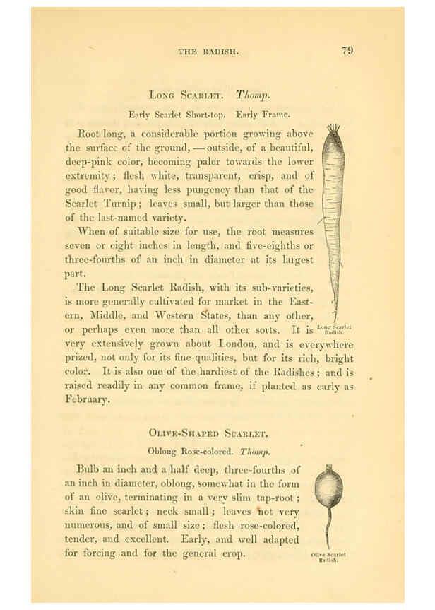 Reproducción/Reproduction 6002636224: The field and garden vegetables of America Boston,Crosby and Nichols,1863