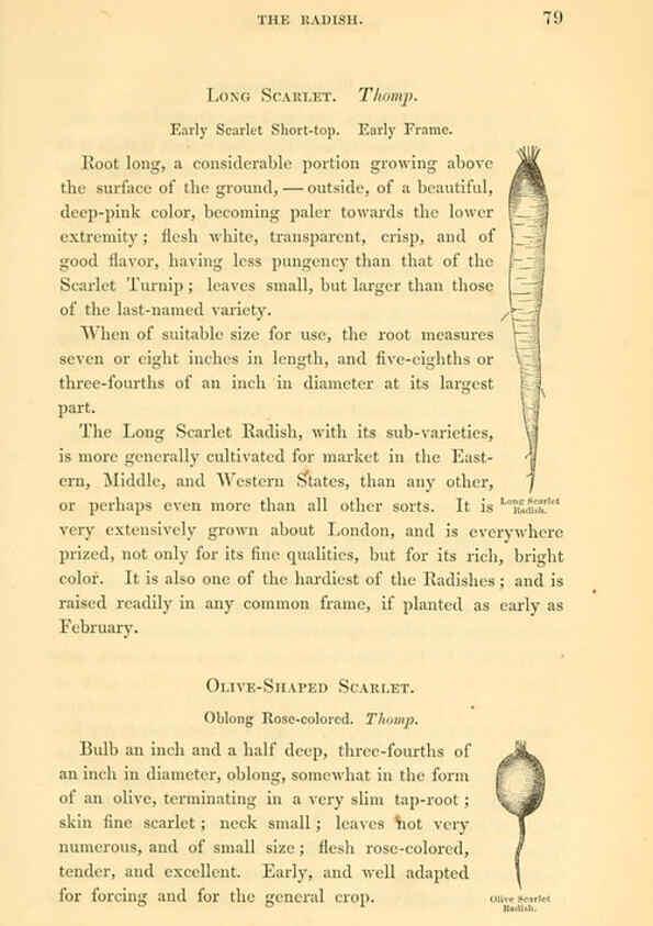 Reproducción/Reproduction 6002636224: The field and garden vegetables of America Boston,Crosby and Nichols,1863