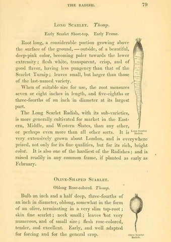 Reproducción/Reproduction 6002636224: The field and garden vegetables of America Boston,Crosby and Nichols,1863
