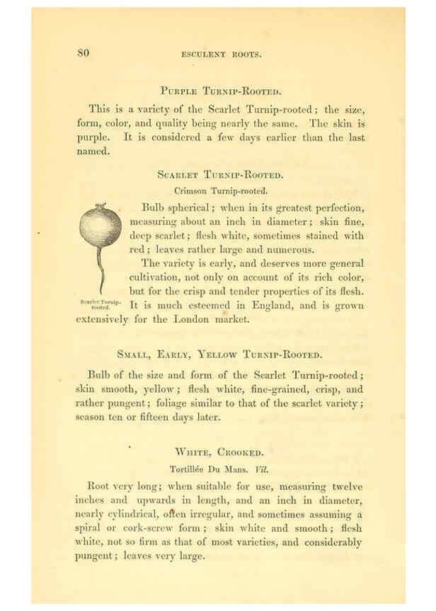 Reproducción/Reproduction 6002636652: The field and garden vegetables of America Boston,Crosby and Nichols,1863