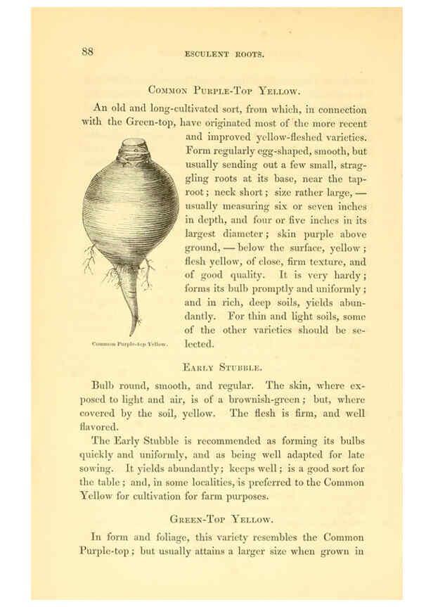 Reproducción/Reproduction 6002636916: The field and garden vegetables of America Boston,Crosby and Nichols,1863