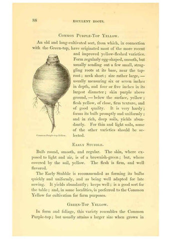 Reproducción/Reproduction 6002636916: The field and garden vegetables of America Boston,Crosby and Nichols,1863