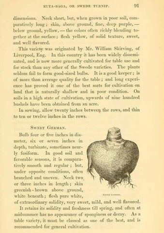 Reproducción/Reproduction 6002637218: The field and garden vegetables of America Boston,Crosby and Nichols,1863