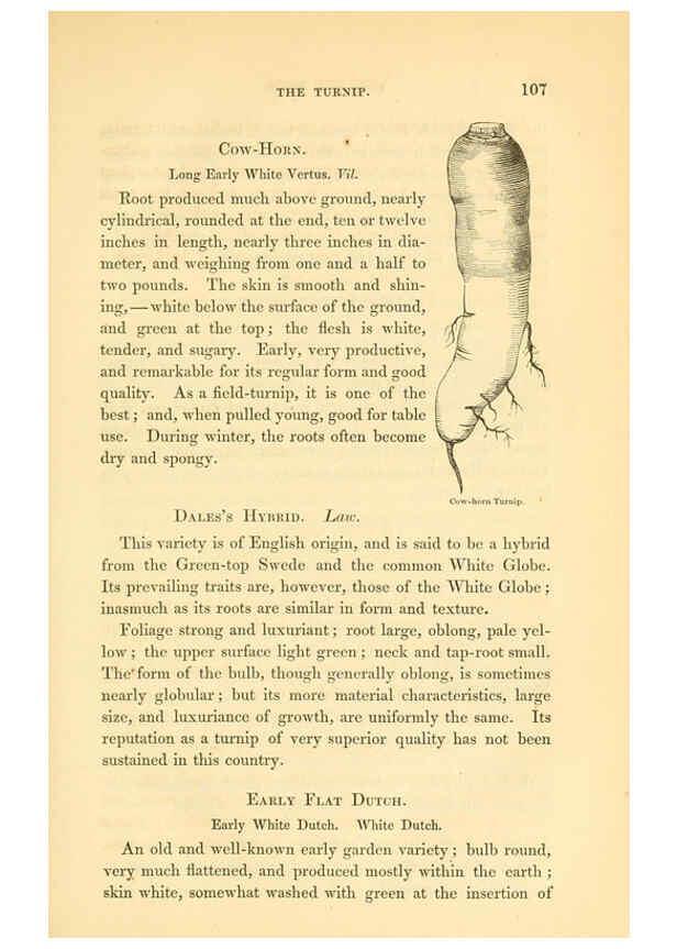 Reproducción/Reproduction 6002091059: The field and garden vegetables of America Boston,Crosby and Nichols,1863