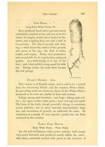 Reproducción/Reproduction 6002091059: The field and garden vegetables of America Boston,Crosby and Nichols,1863