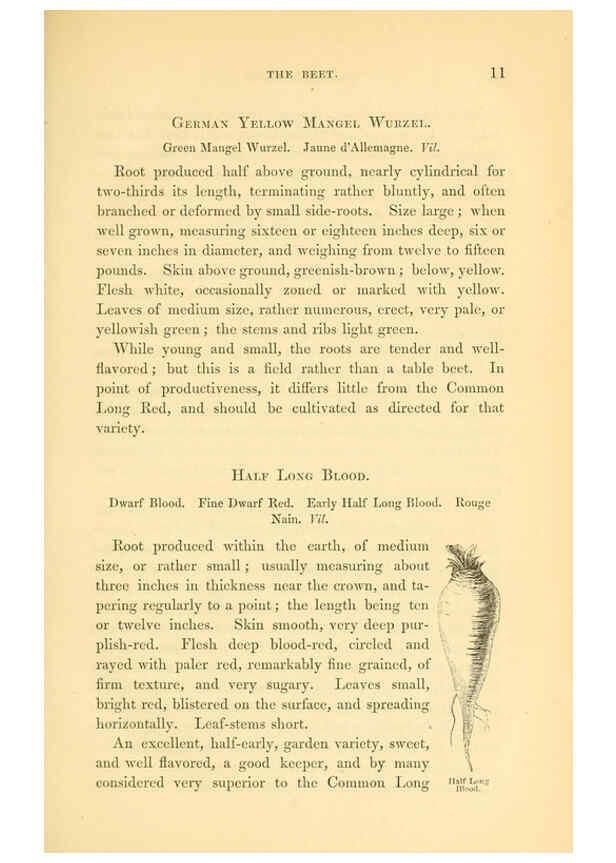 Reproducción/Reproduction 6002085523: The field and garden vegetables of America Boston,Crosby and Nichols,1863