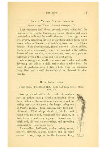 Reproducción/Reproduction 6002085523: The field and garden vegetables of America Boston,Crosby and Nichols,1863